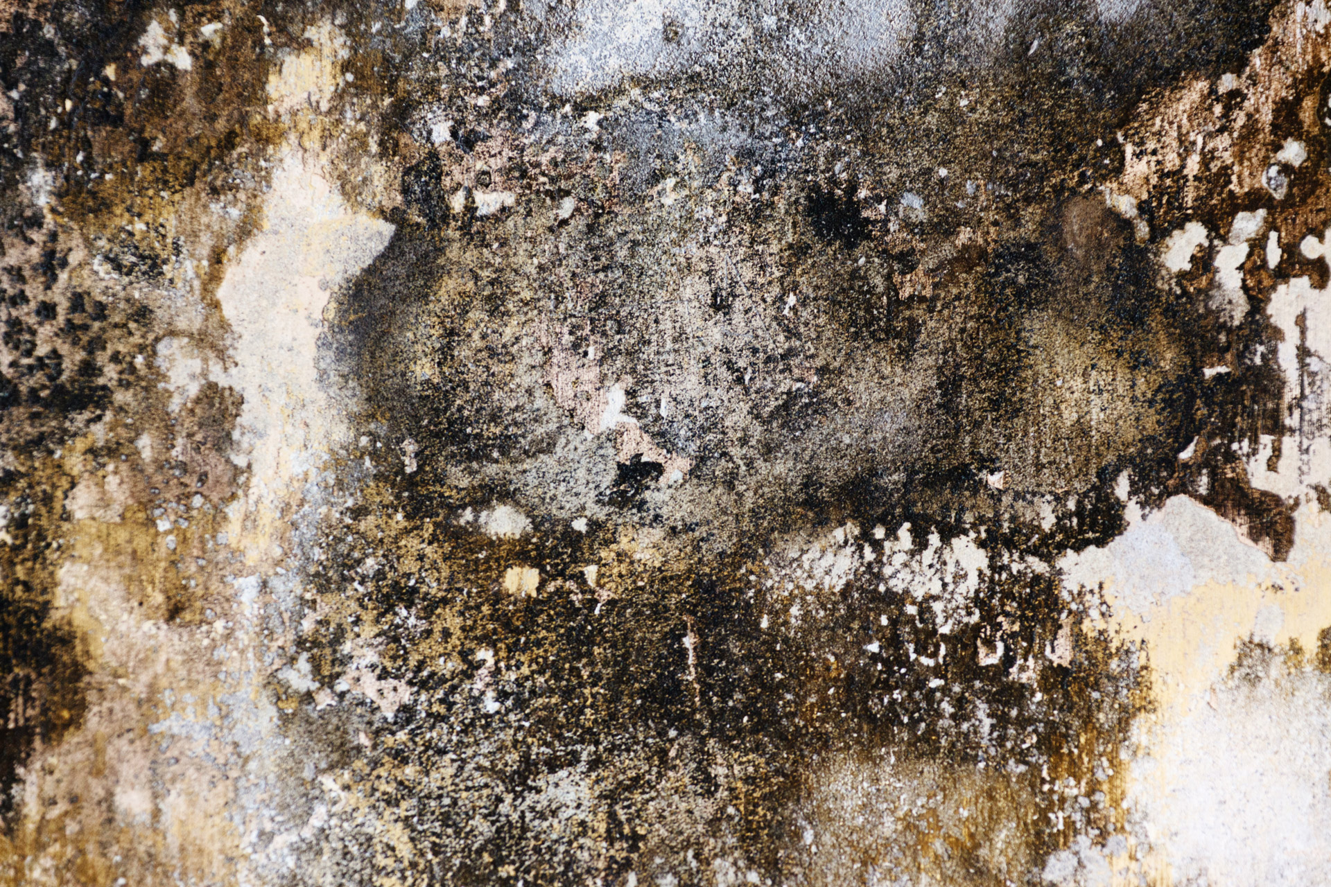 mold remediation in corpus christi