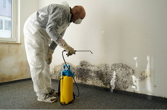 mold removal